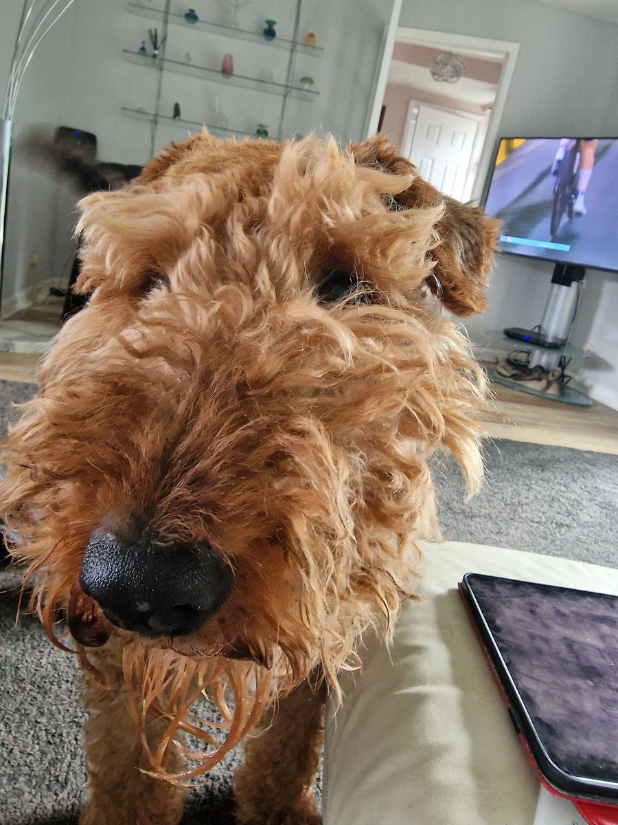 Ted here. So today being Saturday is supposed to be a good day. Ride out in car ✔️ Longer morning walk ✔️,  more treats ✔️then home to terrorise birds in my garden ✔️
But all that has been ruined , the good feel about the day smashed to pieces. Our waterbowls have been moved pals