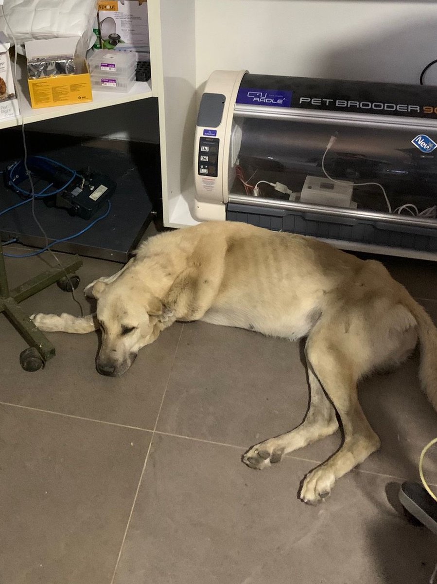 𝙏𝘼𝙍𝙊 𝙂𝙚𝙧𝙢𝙖𝙣𝙮 𝙚.𝙑. tweet media