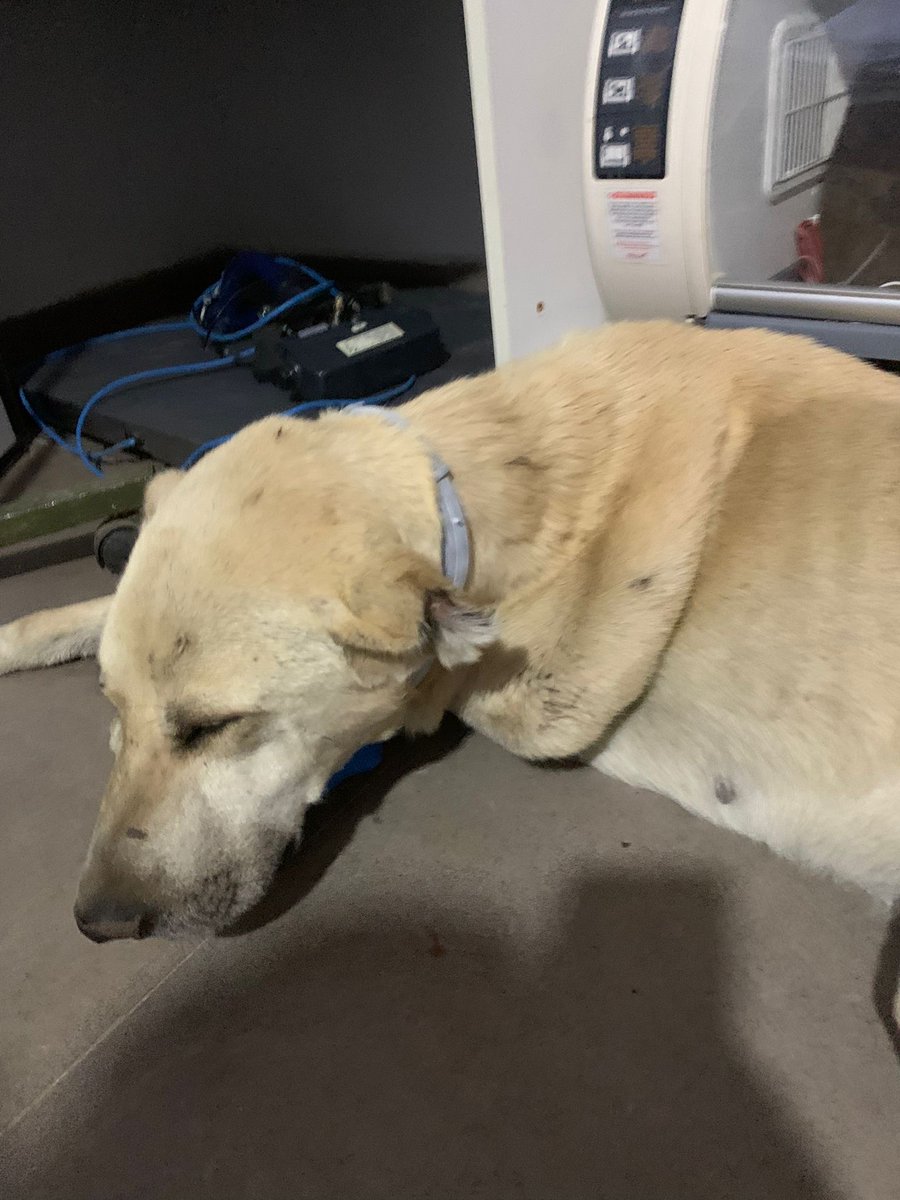 𝙏𝘼𝙍𝙊 𝙂𝙚𝙧𝙢𝙖𝙣𝙮 𝙚.𝙑. tweet media