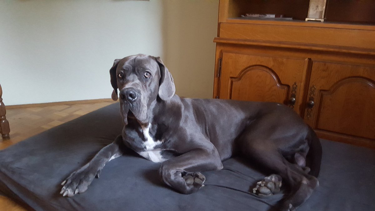hovhov's tweet photo. Še ena iz rubrike "kužki iščejo nov dom". #delimo Astor išče novega lastnika. Za info kličite lastnika Mitjo, mi delimo njegov zapis s komentarjem na koncu:
"Astor je 3,5 let stara srebrna (plava) nemška doga, čistokrven samec z rodovnikom iz priznane mađarske psarne. https://t.co/DJqfRzJGna