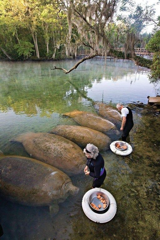 AMAZlNGNATURE's tweet image. Manatees being feed sweet potatoes, while looking like sweet potatoes