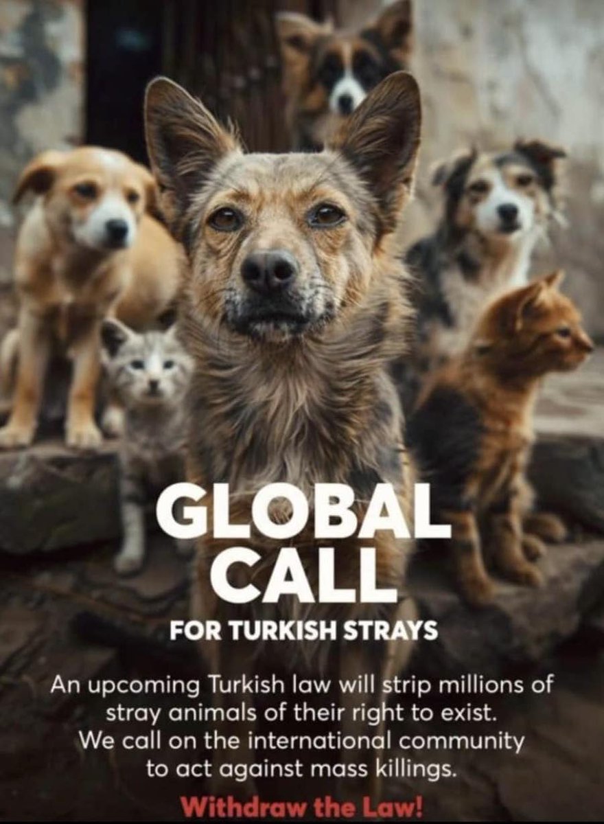 ✖️✖️✖️Bald Deadline für die Straßenhunde? Setze ein Zeichen und teile dieses Bild! Das Vorhaben der türkischen Regierung muss gestoppt werden!