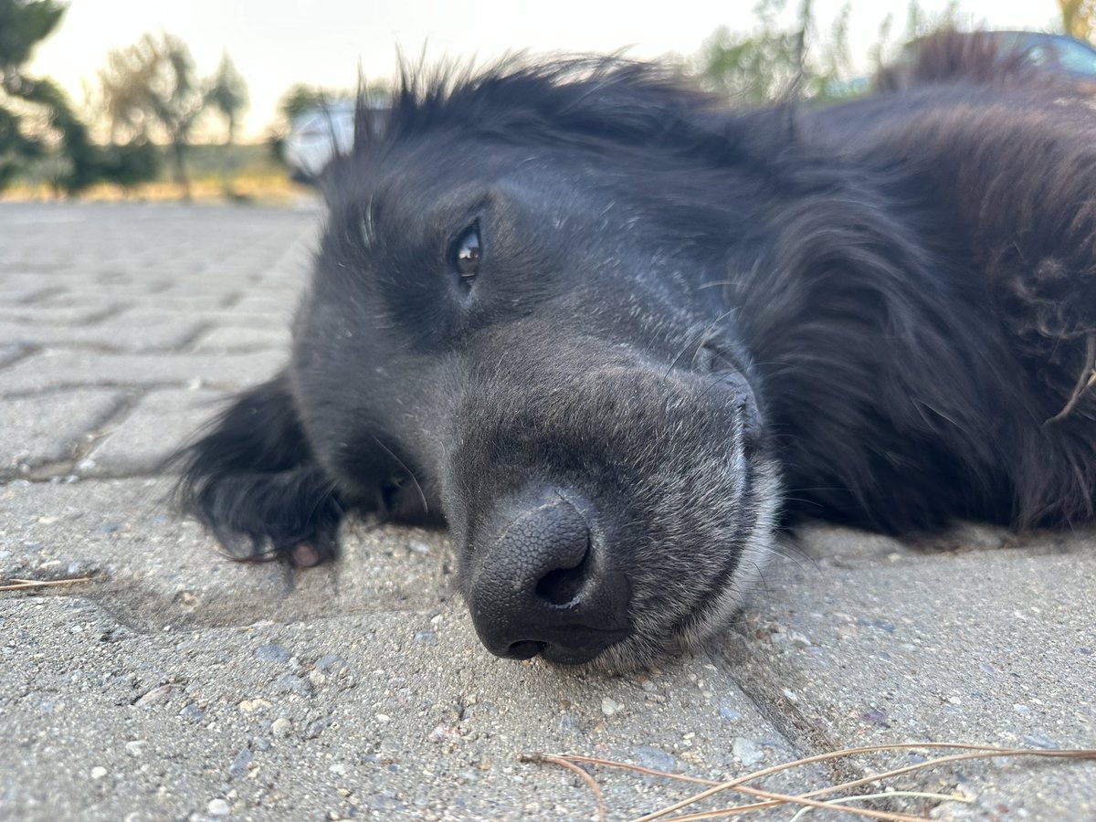 canturaldeu's tweet photo. Yasa geçerse toplanıp ölüme gönderilecek köpeklerden biri. Adı Momo. İşin acı tarafı, dolduğu günden beri insanlara güvendiği ve onlarla yaşadığı için onu alıp bir kafese atmak isteyen kişiye kendisi gidecek. Yine başının okşanacağını düşünecek.
Bu yasa mecliste reddedilmeli ve 2024 yılında barbarlığa izin verilmemeli.
Ayrım yapılmaksızın tüm köpeklerin toplanmasının nefretten başka bir nedeni yok. 
Sürüleşen köpeklerin olduğu bölgelere özel çalışmalar yapmak ve kısırlaştırma seferberliği tek yol.
Mahallemizin sakini olan bir köpeği toplamak için harcanacak her kuruş israftır. O parayı sağlık sistemine kullanın.
Mahalleli tarafından bakılan, devlete masrafı sıfır olan hayvanı toplamak, hapsetmek ve öldürmek için harcanacak para ihtiyaç sahiplerine gitmediği için o insanlar acı çekecek ve ölecek.
Yani tüm köpekleri toplayarak bir tercih yapılıyor. 
#TamKadroMeclisdeHayırDe