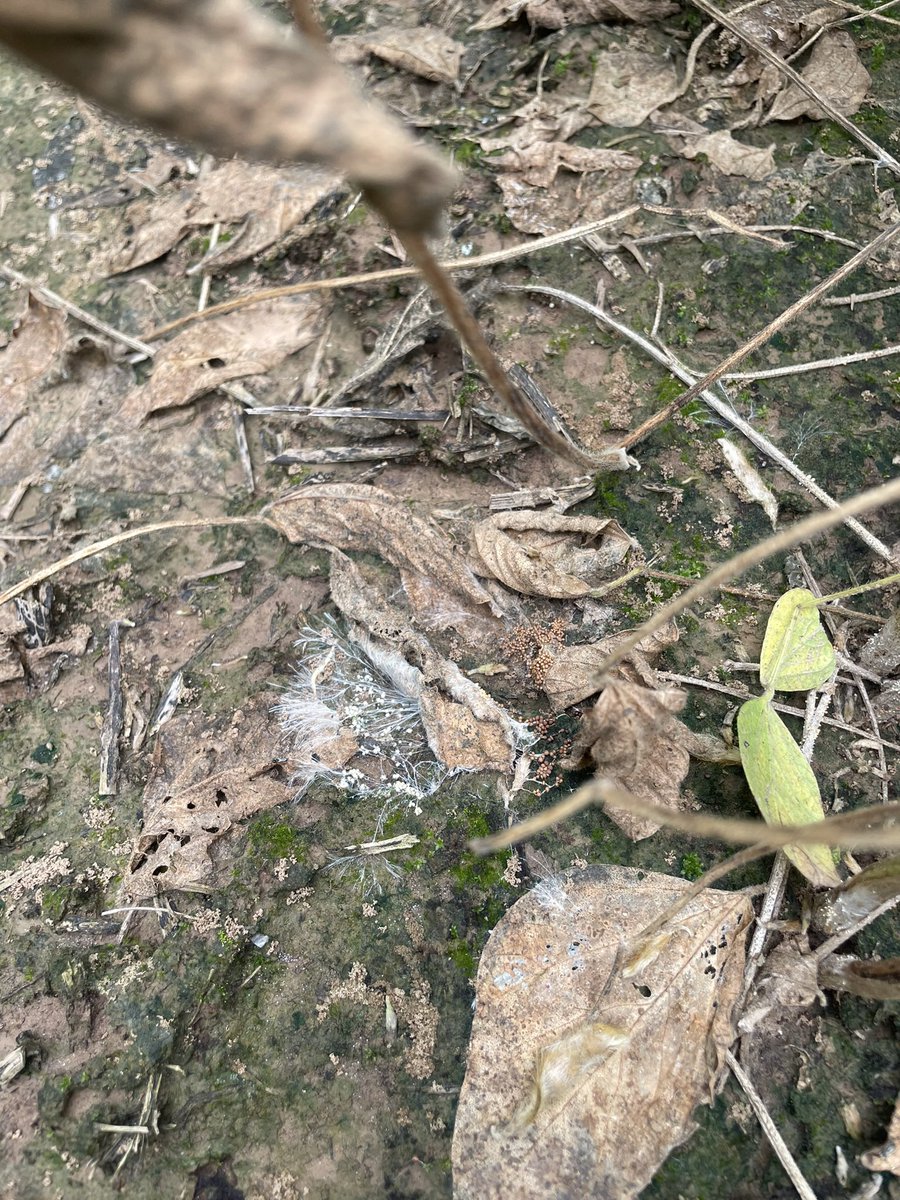On our way to Plant Health, we visited the Lonoke, AR area, seeing great examples of root knot nematode galling and foliar symptoms, as well as southern blight (A. rolfsii). Thank you <a href="/travisfaske/">Travis Faske</a> for getting the learning started before we even made it to Memphis! <a href="/plantdisease/">The American Phytopathological Society</a>