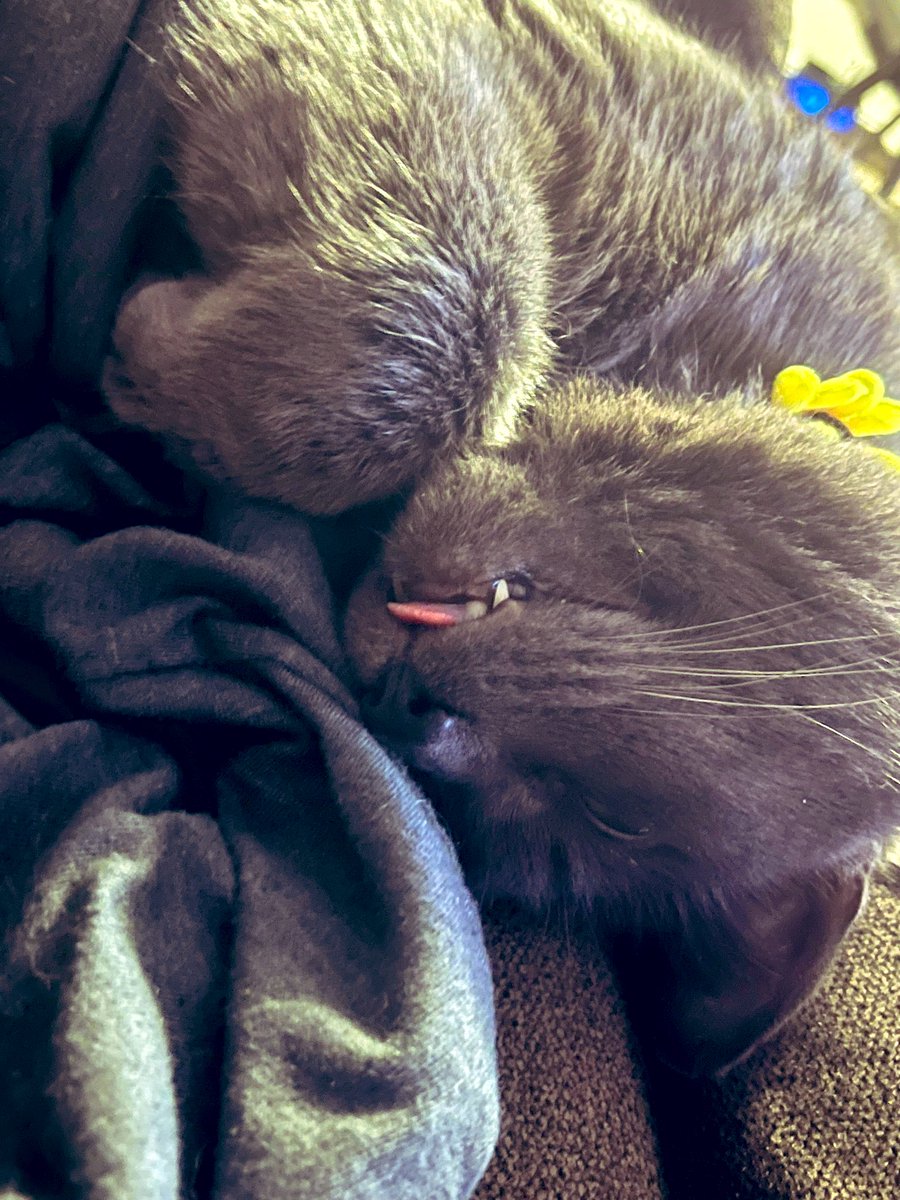 Little cat tongue. Blip 🐱👅🐾