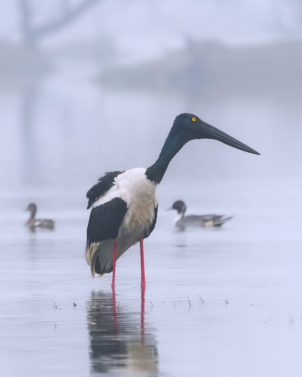 sandeepmistry1's tweet photo. The stunning Black necked stork standing tall. A blend of elegance and natural beauty. https://t.co/8X6TmeUy0E