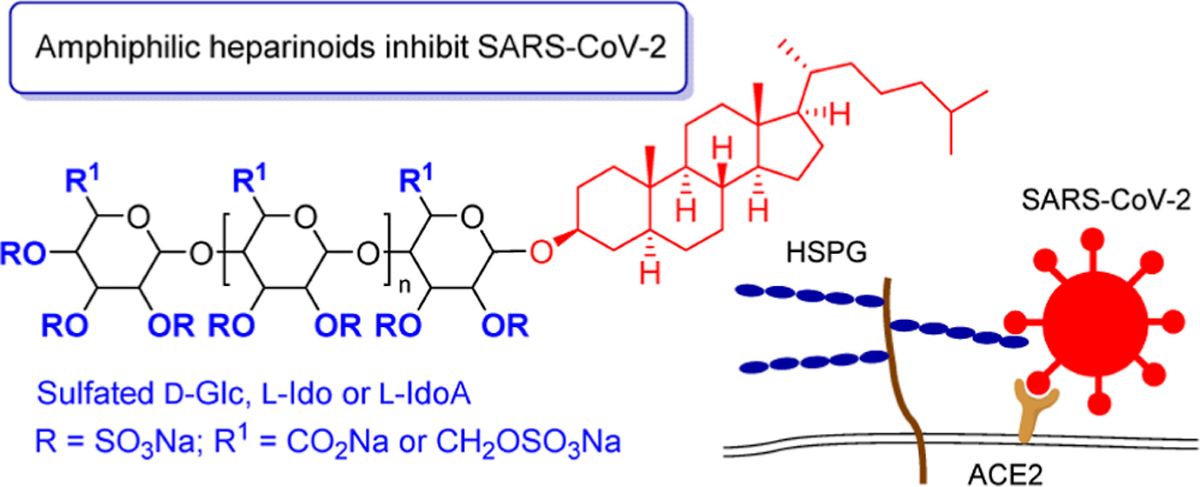 ACS Publications Bio & Med Chem Content (@acsbiomed) on Twitter photo Read about amphiphilic heparinoids as potent antiviral agents against SARS-CoV-2 in #JMedChem. Collaboration between <a href="/VitoFerro8/">Vito Ferro ๐ฎ๐น๐ฆ๐บ</a> from <a href="/UQ_SCMB/">UQ Chemistry and Molecular Biosciences</a> and <a href="/raghavendrakik1/">raghavendra kikkeri</a>.
go.acs.org/ai8 Read about amphiphilic heparinoids as potent antiviral agents against SARS-CoV-2 in #JMedChem. Collaboration between <a href="/VitoFerro8/">Vito Ferro ๐ฎ๐น๐ฆ๐บ</a> from <a href="/UQ_SCMB/">UQ Chemistry and Molecular Biosciences</a> and <a href="/raghavendrakik1/">raghavendra kikkeri</a>.
go.acs.org/ai8