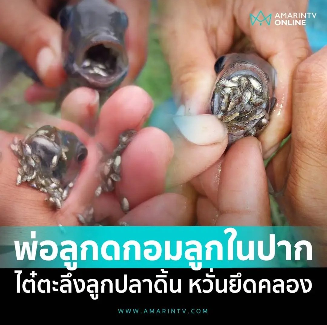 อีดอก น่ากลัวมาก ปลาหมอคางดำพ่อลูกอ่อน อมลูกไว้ในปากเพียบเลย ลูกปลาเป็นร้อยตัวดิ้นอยู่ในปากพ่อมัน มึงมันเอเลี่ยนแล้วจริงๆ!!!!!!!