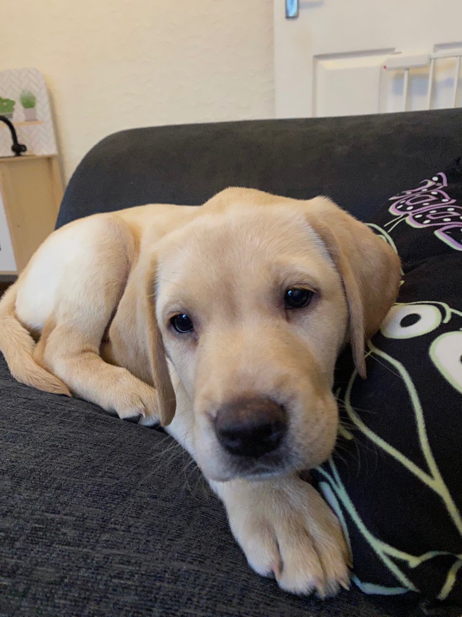 Three days ago, we got a Labrador puppy. 

Another hour or so and she’ll have chewed the entire house.