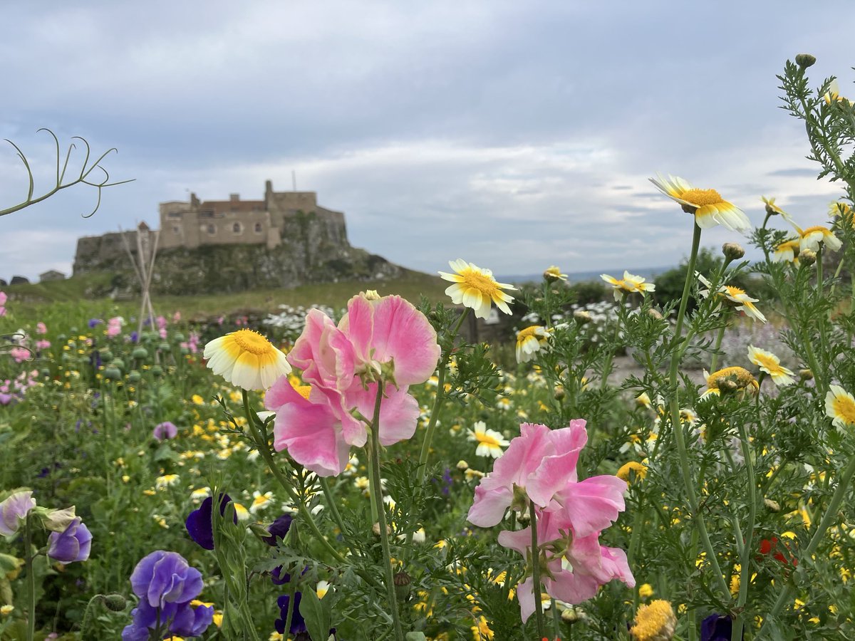 CarlCape's tweet image. It’s the last radio show of the season for us… do join us at 11am this morning on lionheartradio.com for some #gardening & #nature reports. Thank you for your support and we’ll be back in the autumn 😎📻🌸