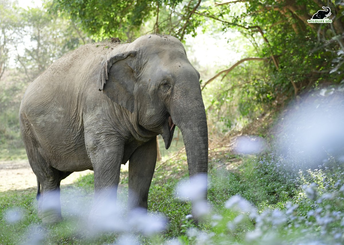WildlifeSOS's tweet photo. All Play, No Rest Makes Lilly the Best!
The Elephant Rehabilitation Centre (ERC) is widely known for the loud trumpets of its most famous residents: Erika, Ella, Lilly, and Jasmine.
The feisty Lilly is 45-years-old, is known for her ability to stir up more excitement than the rest of the herd combined with her boisterous trumpet calls. From playful pranks to mischievous moments, Lilly's antics never fail to entertain. And the best partโฆ? Read more in our latest blog, https://t.co/nCgvAAhUYo
#elephants #lilly #wildlifesos #trending #NewsUpdate #news #LAtestUpdate