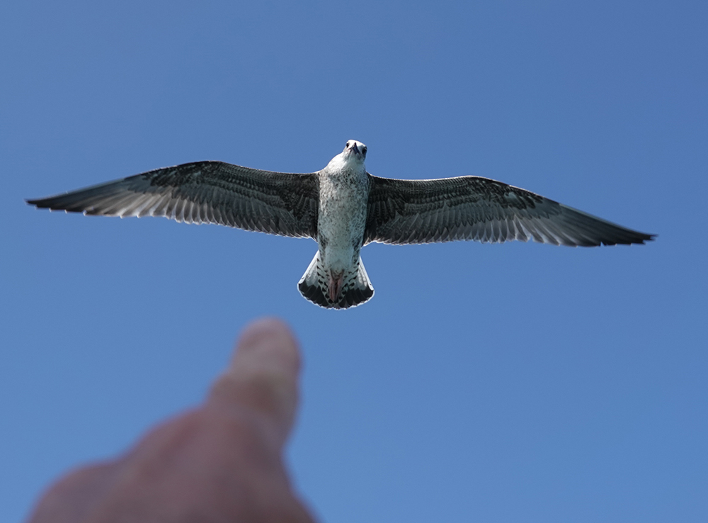 A nice mix of wildlife on yesterdays evening L:yme Bay CRuise on <a href="/KellysheroDavid/">David Saunders</a>: 2 Yellow-legged Gulls, 150+ Kittiwakes inc 1st juv, Sunfish, 7 Mediterranean Gulls, 30+ Com Dolphin, 2 Porpoise, 60+ Sandwich Terns, 2 Whimbrel, 2 Sand Martin, 1 Tuna &amp; Grey Seal.
