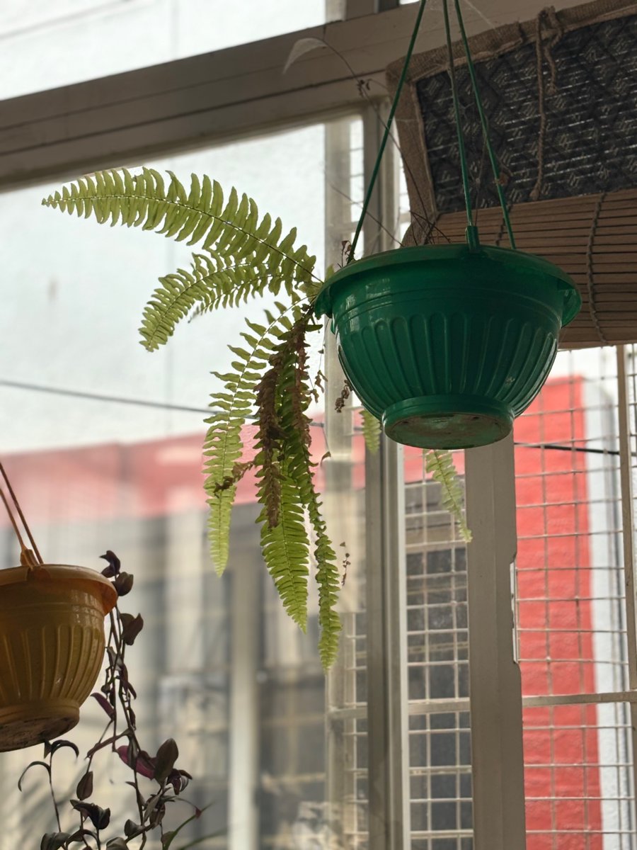 DevakiNeogi's tweet image. Exploring my garden &amp;amp; found some lovely plants that are still nameless! 🌱✨ Any plant lovers out there who can help me identify these beauties? Drop your suggestions below! 🪴💚 #GardenMystery #PlantLove #NameThatPlant