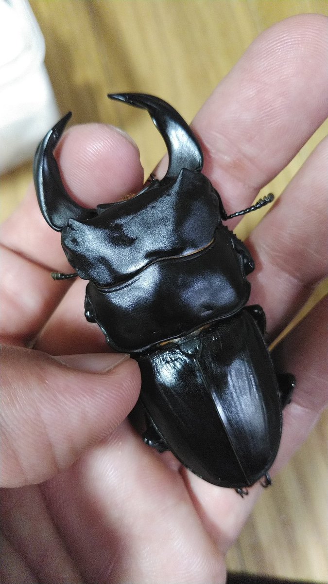 東京の先生系統は今幼虫やけんが来年。早く拝みたい。