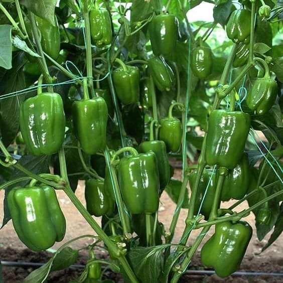 WorldlyHQ's tweet photo. Green pepper greenhouse farming is profitable nowadays, please pay attention to skills and market before venturing into it. https://t.co/FLtBodbSLE
