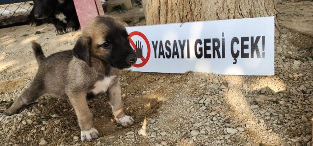 Kadınları öldüren bütün o kocalar /sevgililer/akrabalar
bu yaptıkları için ölümle cezalandırılmıyorlar.
Trafikte azrail olup aile, genç, yaşlı demeden can alanlar da ölümle cezalandırılmıyor.
Bomba, tabanca, tüfek ile katliam yapanlar da öyle.
Peki neden masum hayvanları öldürmek
