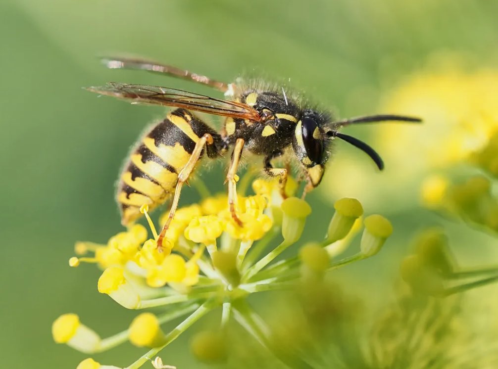 Nick Simpson tweet media