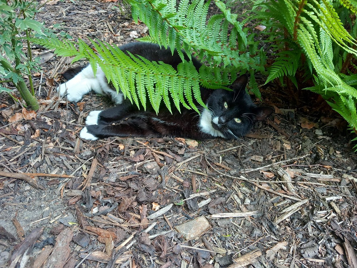 lazyperfection's tweet photo. Henderson's #caturday pose! #CatsOfTwitter #catsinthegarden #restingcat #blackandwhitecat #posingcat #tuxedocat #cat #catsandferns https://t.co/qiGoyj0C1K