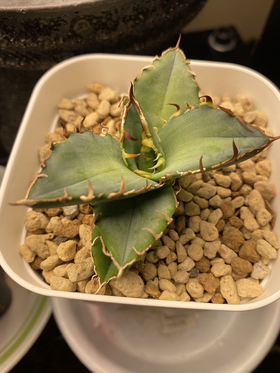 こいつぁ…良くなるね🚬