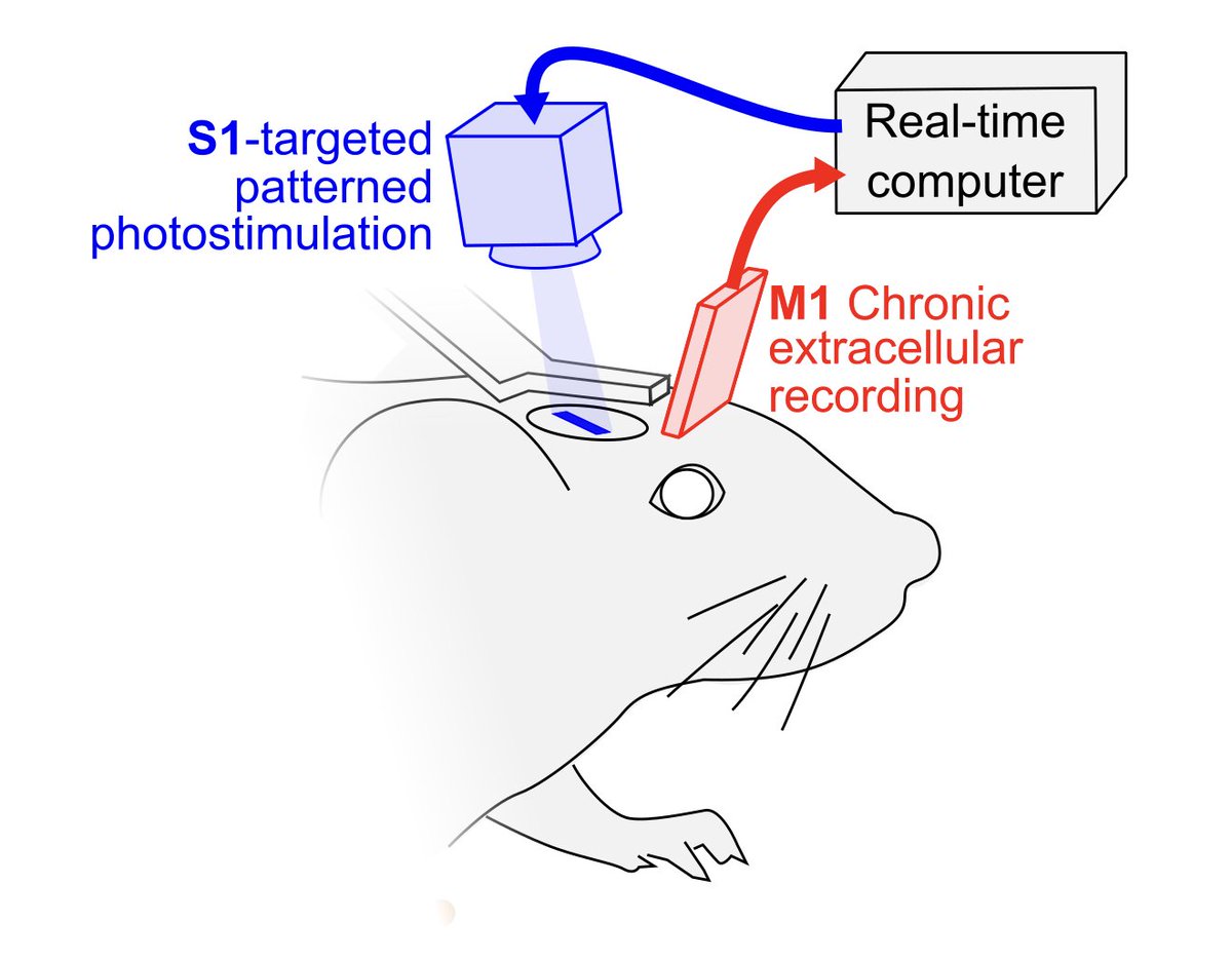 🧠🖥️Are you a neuroscientist/engineer? Dreaming of brain-machine interface (BMI)? 
▶️We have a PhD position open!
emploi.cnrs.fr/Offres/Doctora…
▶️Take advantage of our unique imaging and engineering methods to discover optimal BMI feedback strategies!