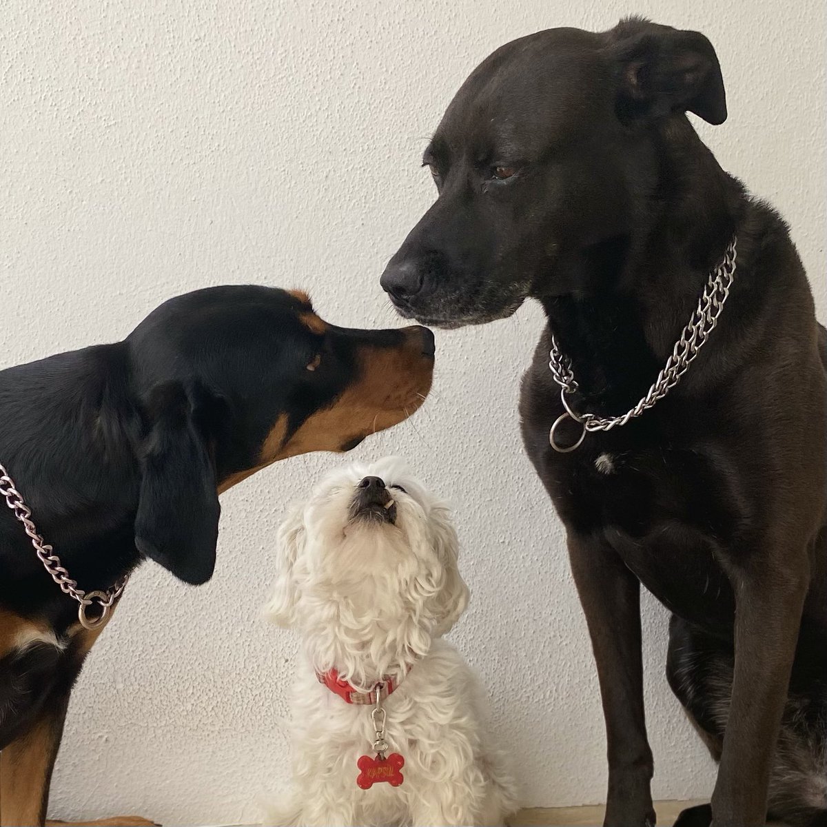 #TamKadroMeclisteHayırDe