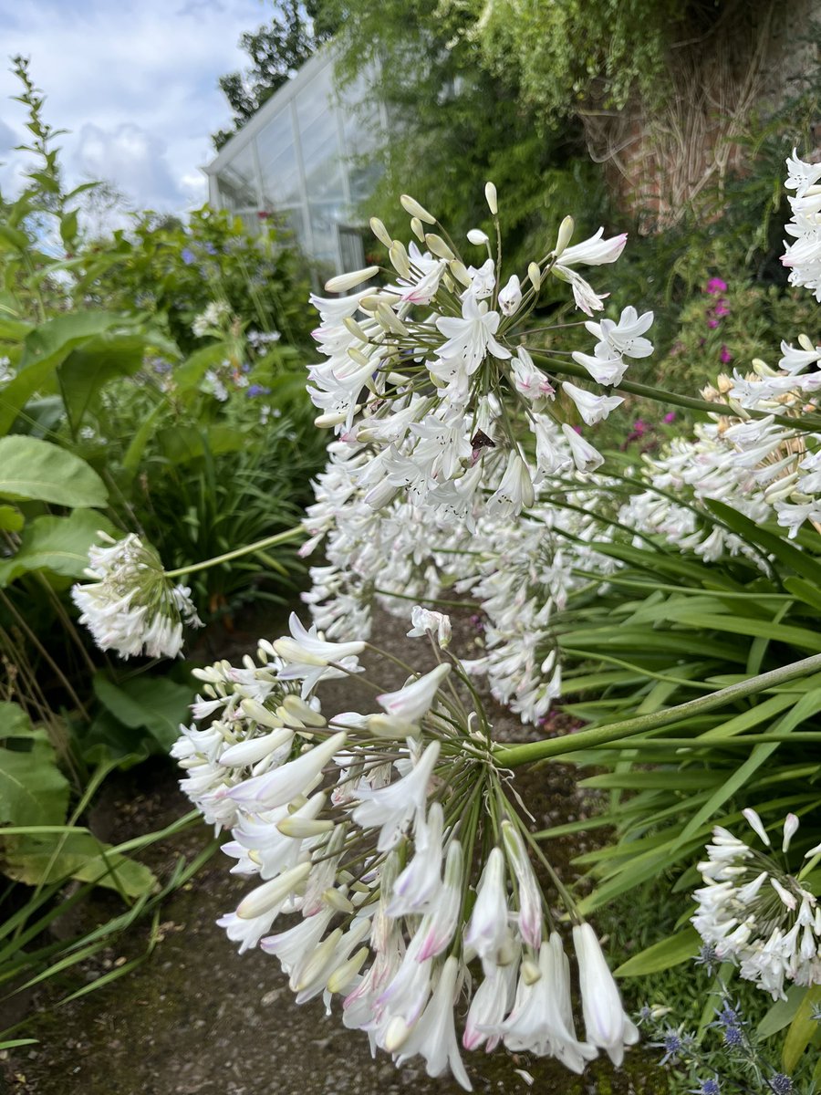 Agapanthus time at Stockton Bury. #herefordshire