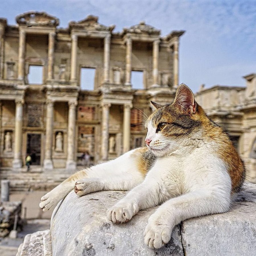 GrecianGirly's tweet photo. 🏛 Ephesus Cat! 🐈
📷 Salih Altuntaş/EyeEm / https://t.co/JnQA6juJld
#Caturday #EphesusCats #ClassicalCats https://t.co/9cbQTWok6k