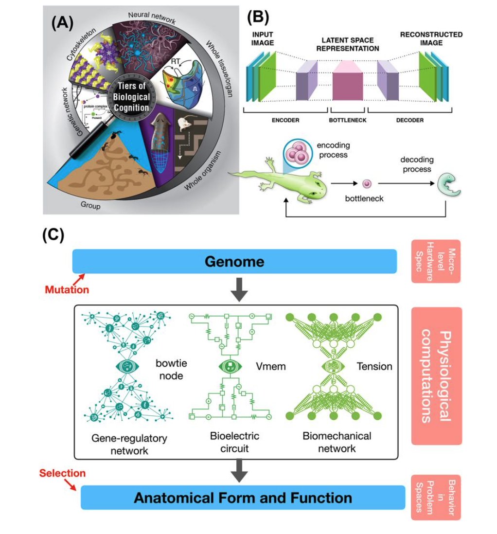 drmichaellevin's tweet photo. @abenitezburraco I proposed a slightly different version of this idea (https://t.co/O1yUJ3schg and https://t.co/ggX32BcavH): it's the intelligence of the morphogenetic process, not the genome, that works somewhat like that. https://t.co/NnQgK7JADr