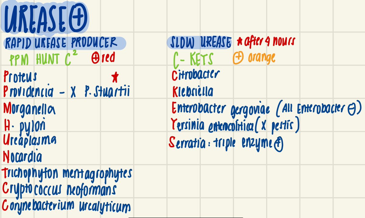 mjlbnotes's tweet photo. Bacteriology Mnemonics 🧫🦠
Rapid Urease Producers: 𝗣𝗣𝗠 𝗛𝗨𝗡𝗧 𝗖𝟮
Slow Urease Producers: 𝗖-𝗞𝗘𝗬𝗦 https://t.co/9DY3L88MpN