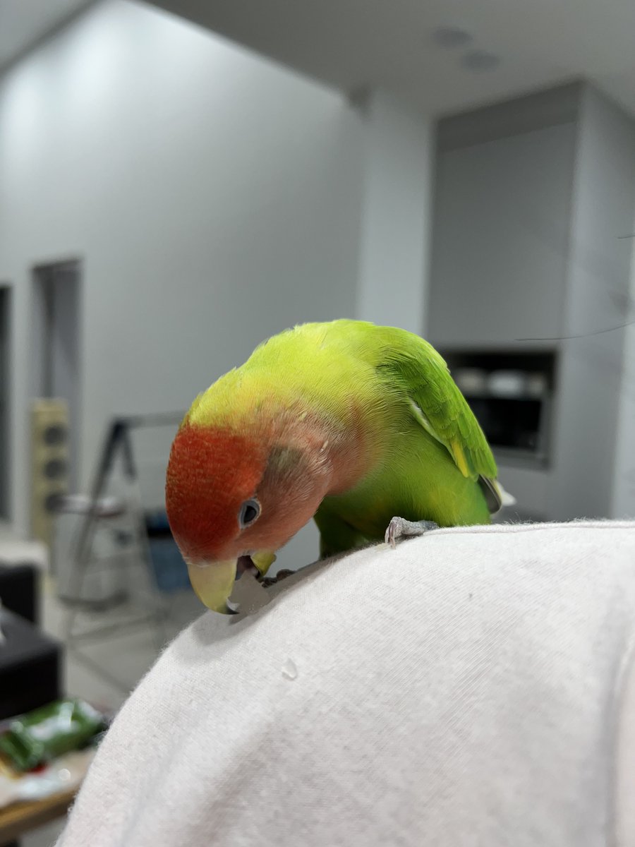 우리 새 복숭아 짱 잘 먹네...?