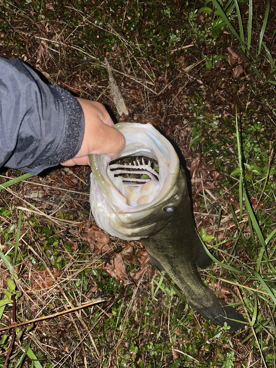 Raid_cha's tweet image. 帰りにサクッと‼️

リトルスイーパーで一撃👊⚡️

モンスター降臨‼️‼️