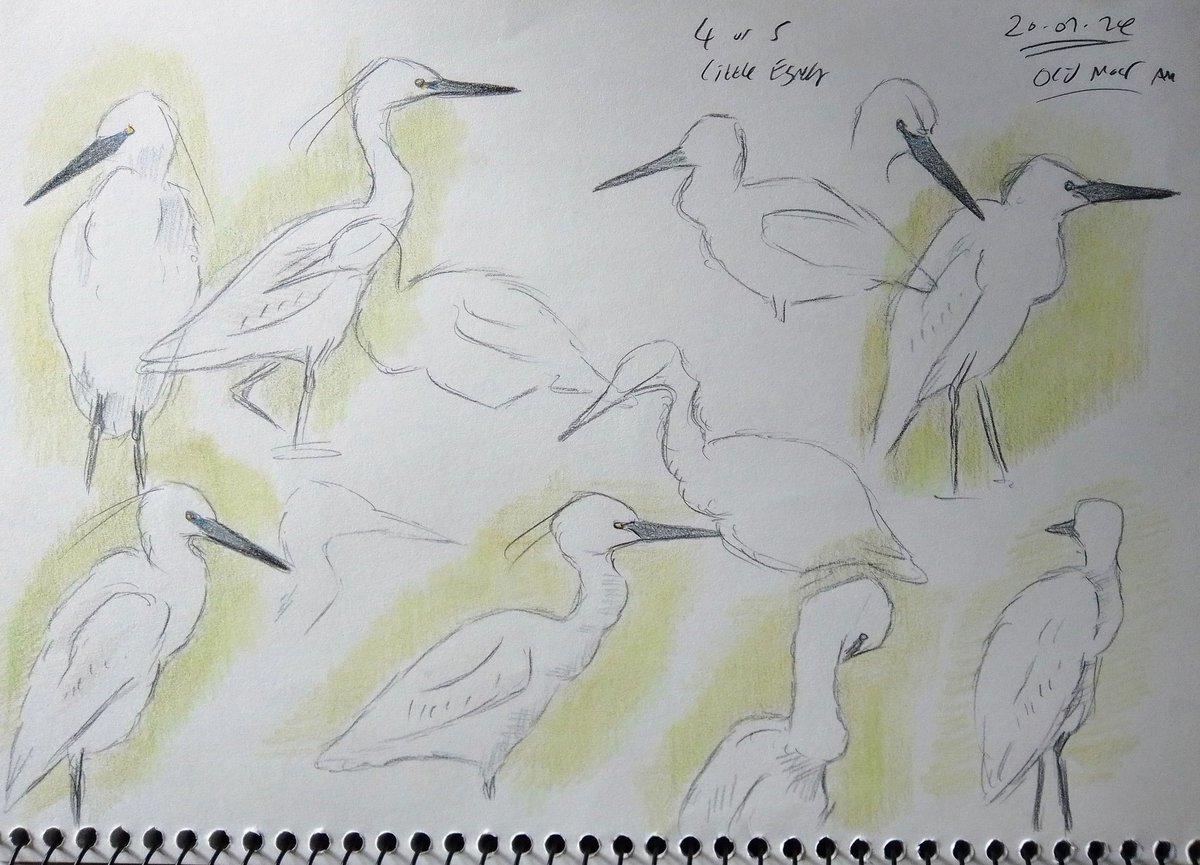 RussBoland's tweet photo. Little Egret sketches @Barnsleybsg @RSPB_OldMoor recently. Always excellent practice during the quieter periods of the year. It's always that neck that's the challenge! Thanks all for taking an interest in my work. #fieldsketching https://t.co/Uq2OFdmG64