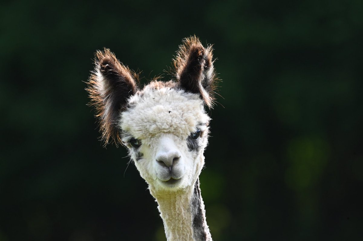 AndesAlpacas's tweet photo. Hi from Andes Alpacas wishing you a great weekend! https://t.co/ywYCfGZnhp