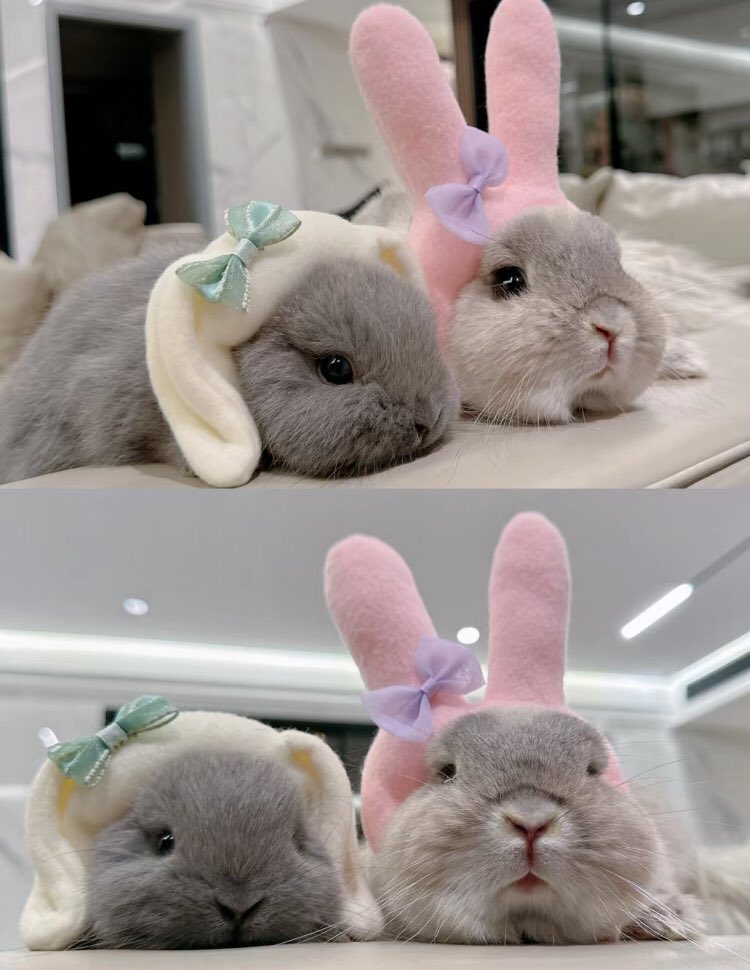 bunnieswbows's tweet image. 