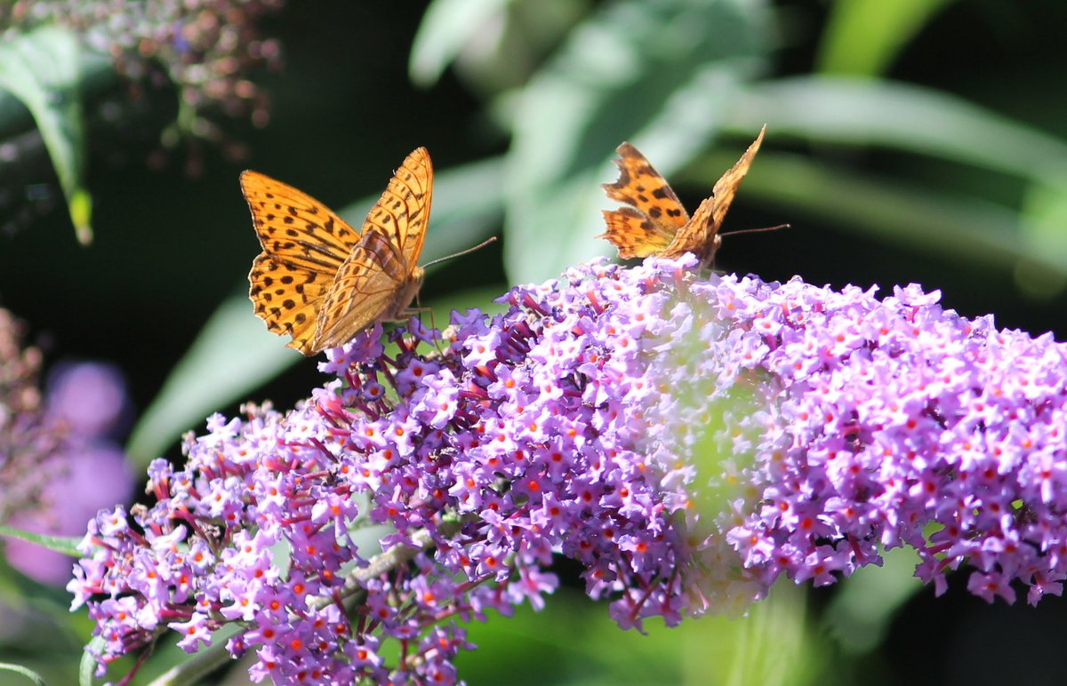 Silver-washed Fritillaries enjoying a Buddleia on the edge of Naburn Wood near York this morning. Also, Comma, Peacock, Red Admiral, Large White etc. Good to see lots of butterflies.