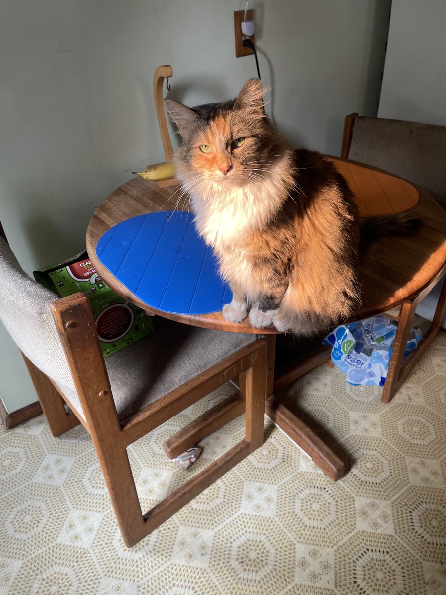 ColombaroAlice's tweet photo. Okay mom. Suns up. Where’s my breakfast? Baby 🩷 https://t.co/27s7IN2e7P