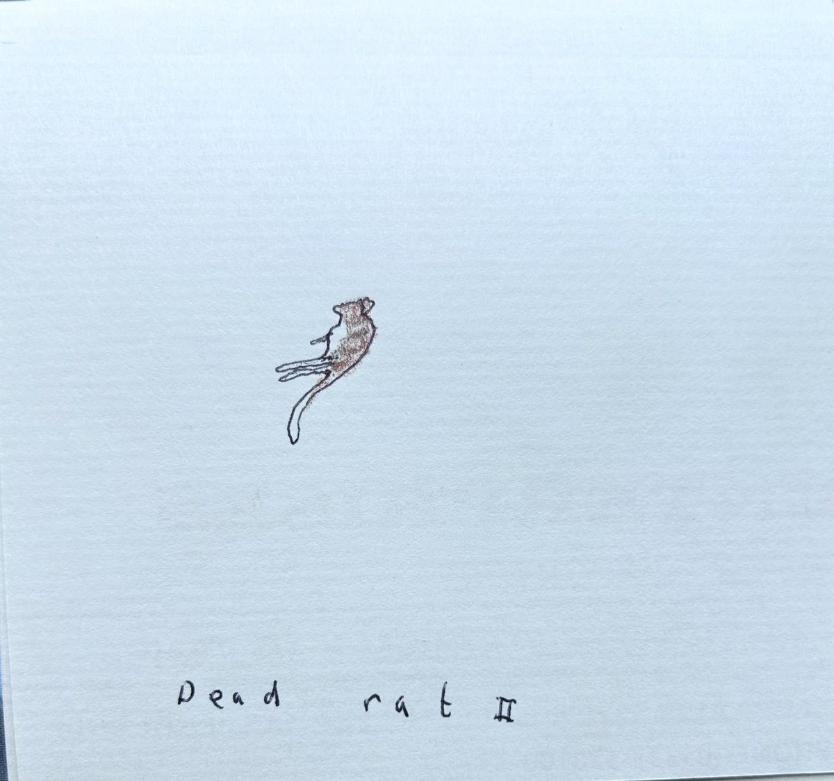 27-07-24 Seagull attempted to eat dead rat but was scared off by Helldog. Dead rat has now been squished by oncoming traffic.
#seagull #deadrat #minitragedy #damnyouhelldog