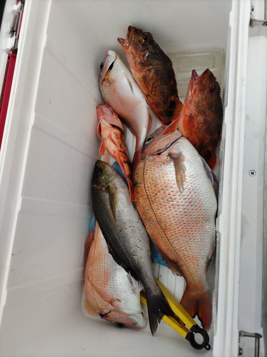 友ヶ島周辺での釣果です。
私にとっては大漁の部類