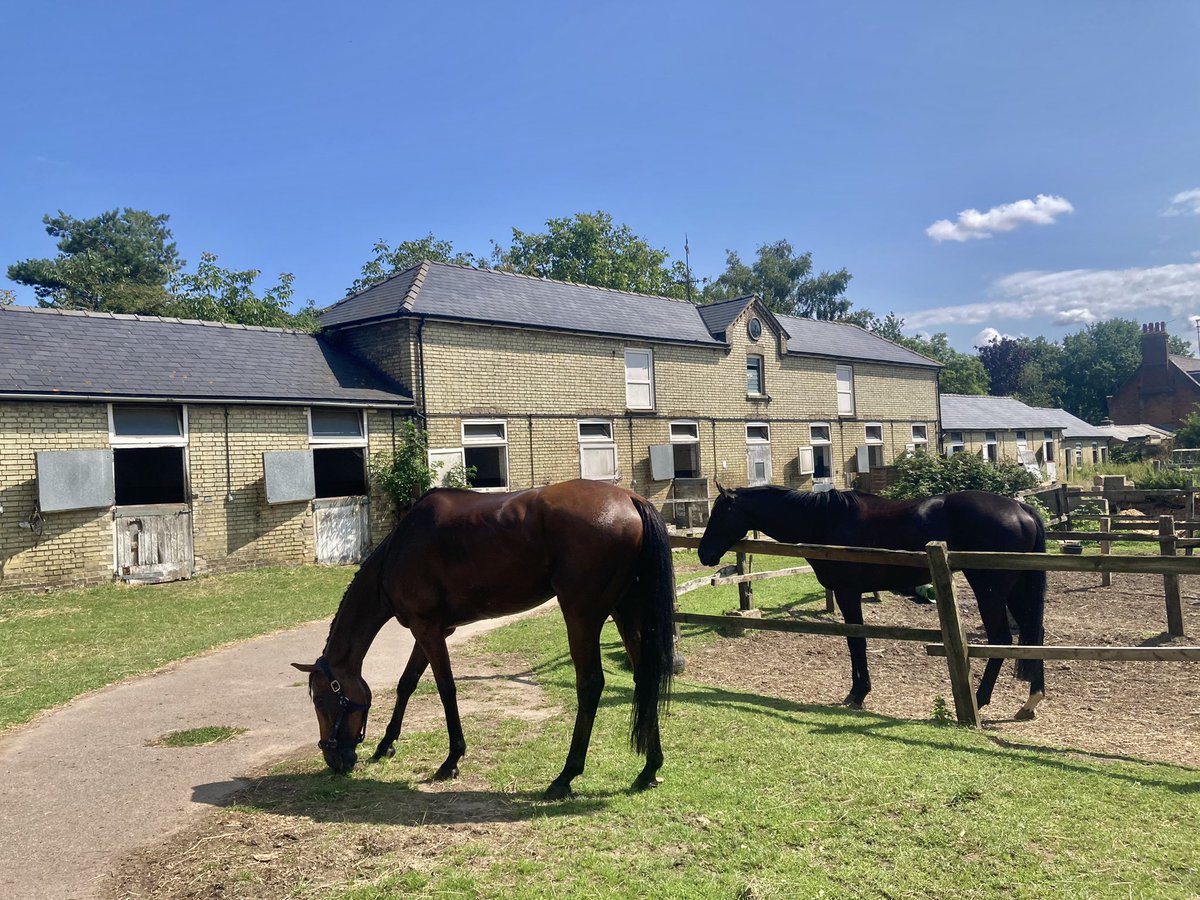 JohnWathenBerry's tweet photo. A lovely Saturday morning @NewmarketGallop. A bit of cloud and refreshingly cool early on, 12 degrees; blue sky & sunshine, 20 degrees, later on #MrsMaisel #Gus #Blakeney #Hiccups #LittlePeter #Eljaytee https://t.co/DseH8B8wd5