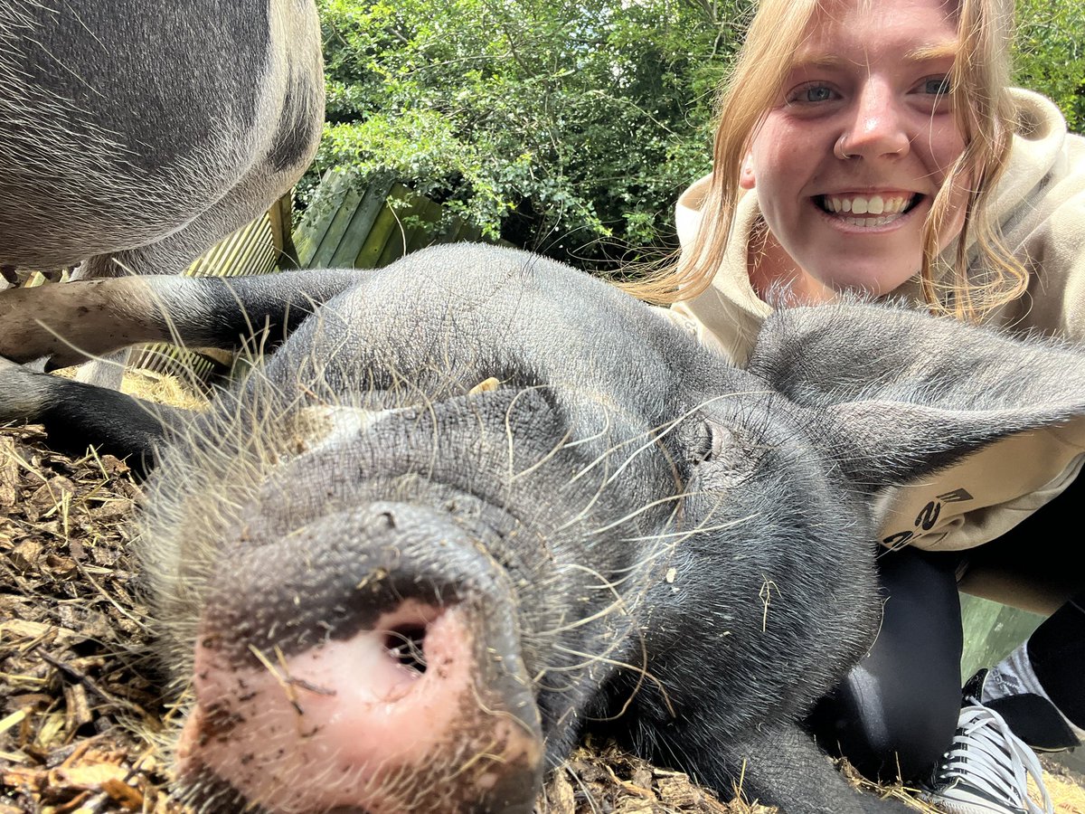 Watersidepigs tweet media