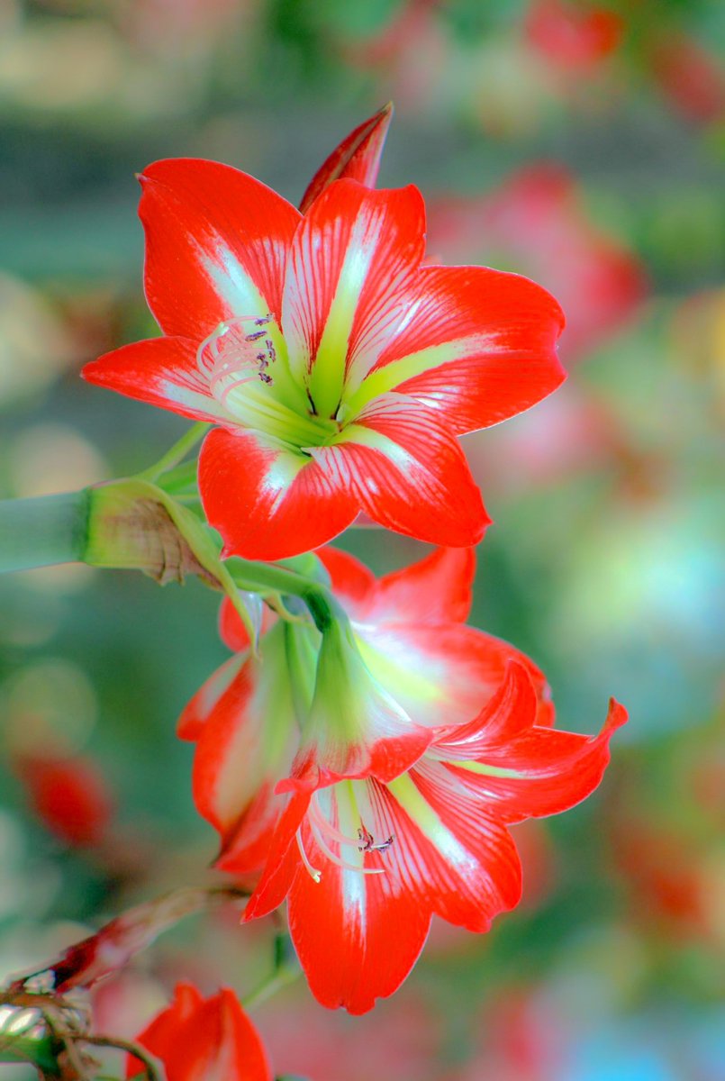 Fernand92542445's tweet photo. Have a nice day🌸
#flowerphotography
#photography
#photo #Photos
#NaturePhotography
#FlowerOnFriday
#不忍池 https://t.co/MHBhn7H01C