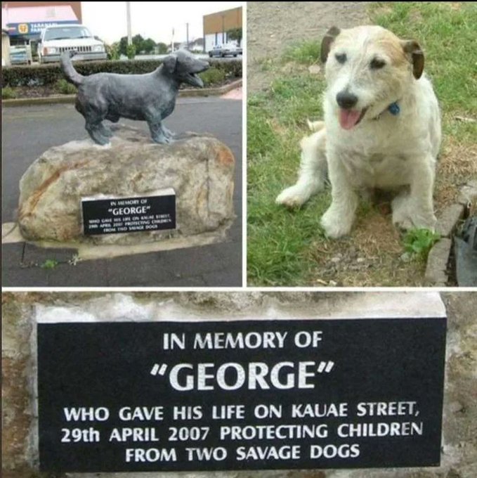 Rainmaker1973's tweet photo. George, the brave Jack Russell Terrier who saved five children from a vicious attack by two pit bulls in Manaia, New Zealand. 

Despite being much smaller than the attacking dogs, George courageously defended the children, barking and rushing at the pit bulls to protect them. He was so severely mauled in the fight that a veterinarian had to put him down due to the extent of his injuries.

George's bravery didn't go unnoticed. The New Zealand Society for the Protection of Animals awarded him a bravery medal, and he was also awarded the PDSA Gold Medal by the People’s Dispensary for Sick Animals. 

This medal is considered the animal equivalent of the George Cross, a testament to George's extraordinary act of bravery.

They also erected this monument.