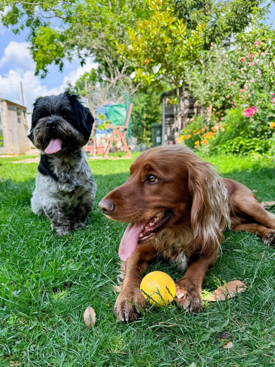 Bobby is staying with us today🐶 and Obi is so happy! 😍 it is puppy love!❤️🤣