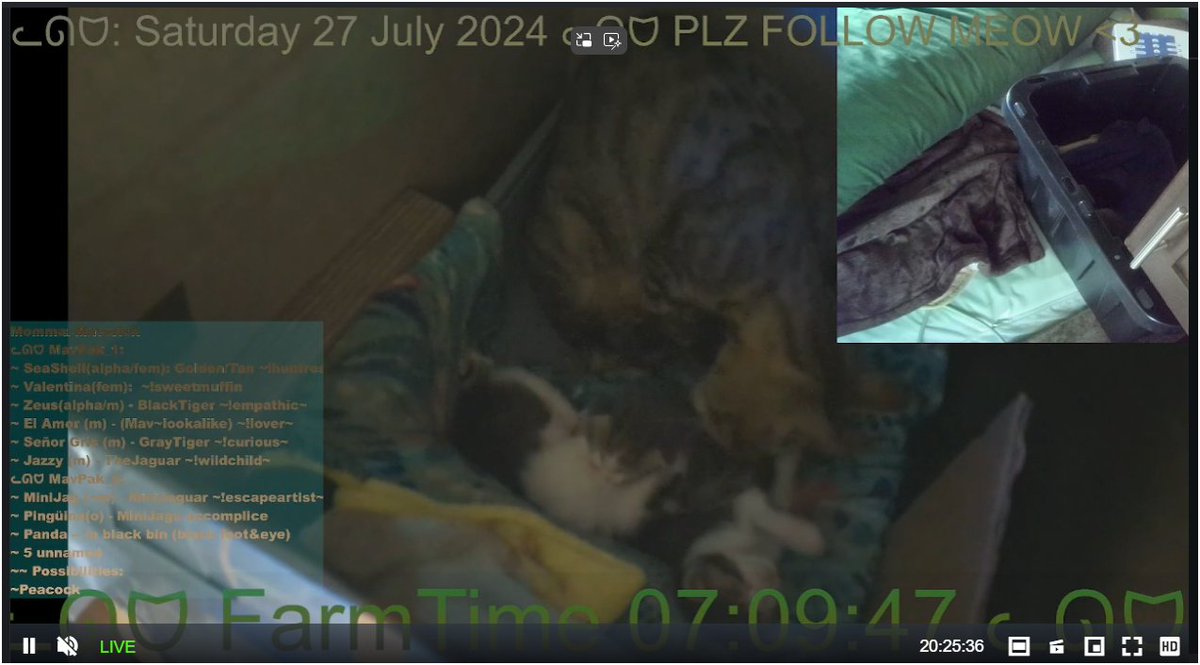 EtherzMavPak's tweet image. 🐱 20+ hours and still purring strong! 

Maverick just returned from a successful hunt to nurse her kittens. Nature's circle of life in action!

We're streaming live 24/7. Come join our feline family:
kick.com/etherz-mavpak

#CatStream #LiveKittens #24HourStream #EtherzMavPak