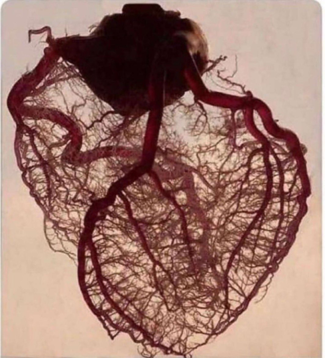 .
.

لما ينقالك "يا عروق قلبي" هذي هي عروق القلب ، يا عمق الكلمه وياعمق وصف الشعور 

#ياعروق_قلبي