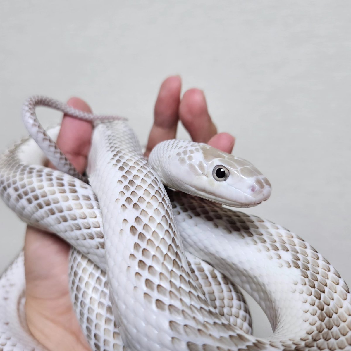 CIEL_reptiles's tweet photo. ボツにできない、全部かわいい https://t.co/oHuTtsMQ4o