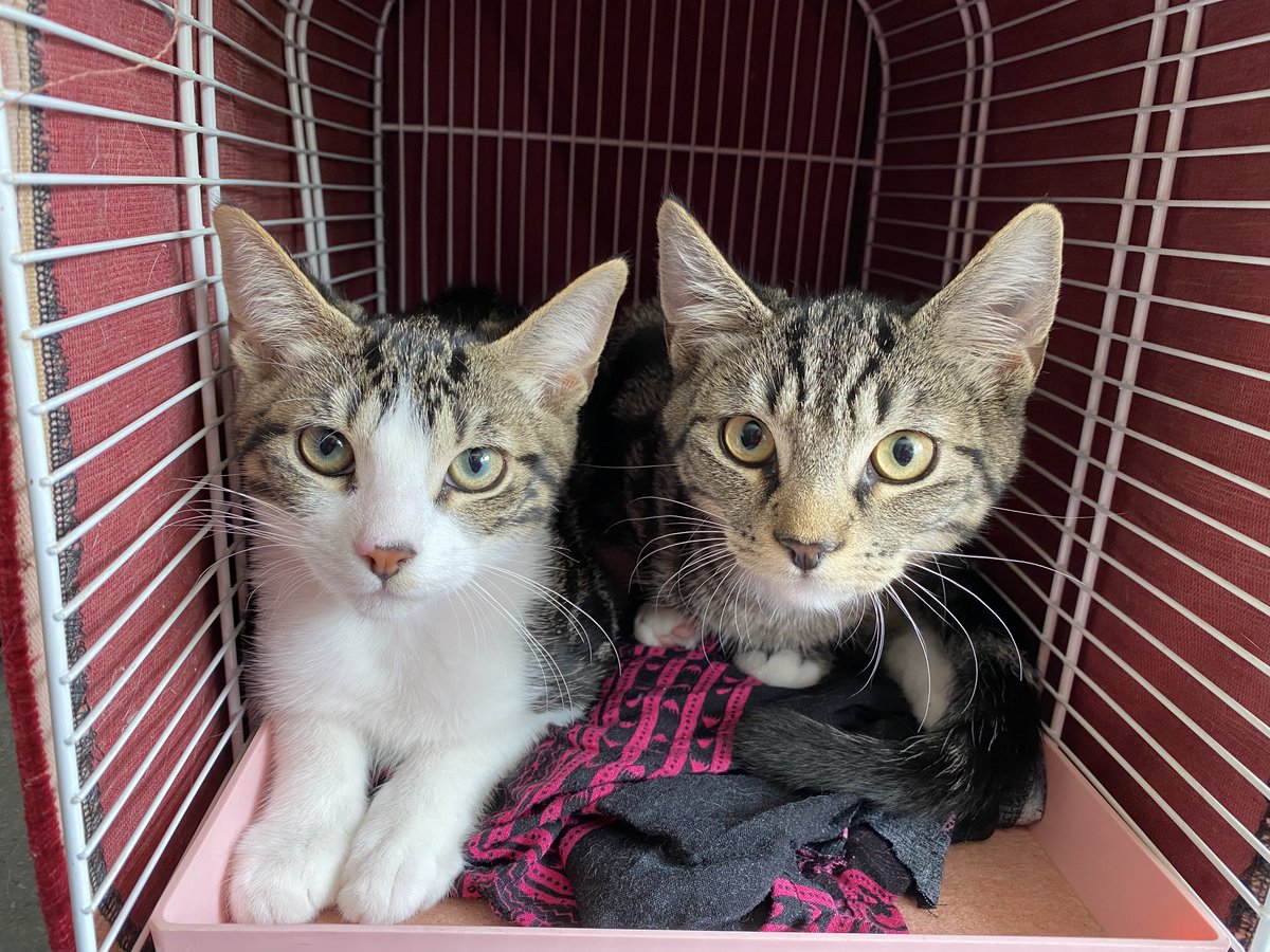 depoezenboot's tweet photo. Het is weer vakantietijd,
en dat betekent dat er niet vlot geplaatst wordt. En we extra hard moeten zoeken naar de juiste, geschikte, liefdevolle nieuwe for ever homes voor onze speciale, lieve, stoute, aparte. mooie, met en zonder gebruiksaanwijzing etc katten-kinders. RT ;) https://t.co/SUJPUjNYHC