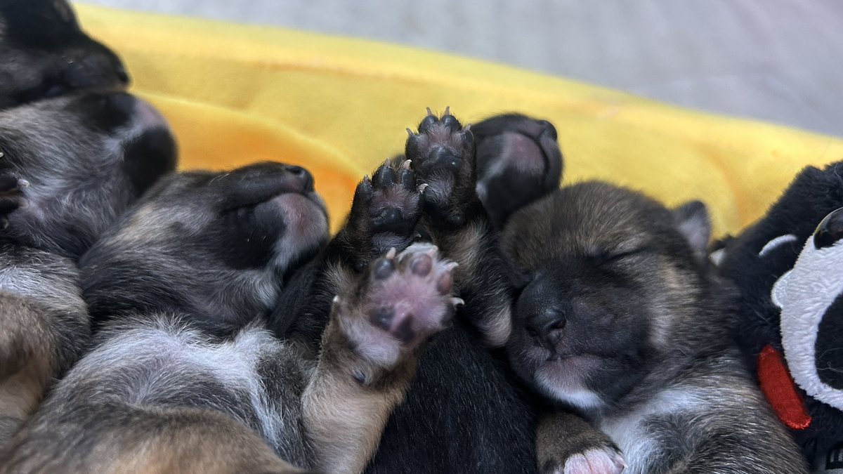 赤ちゃんの肉球🐾