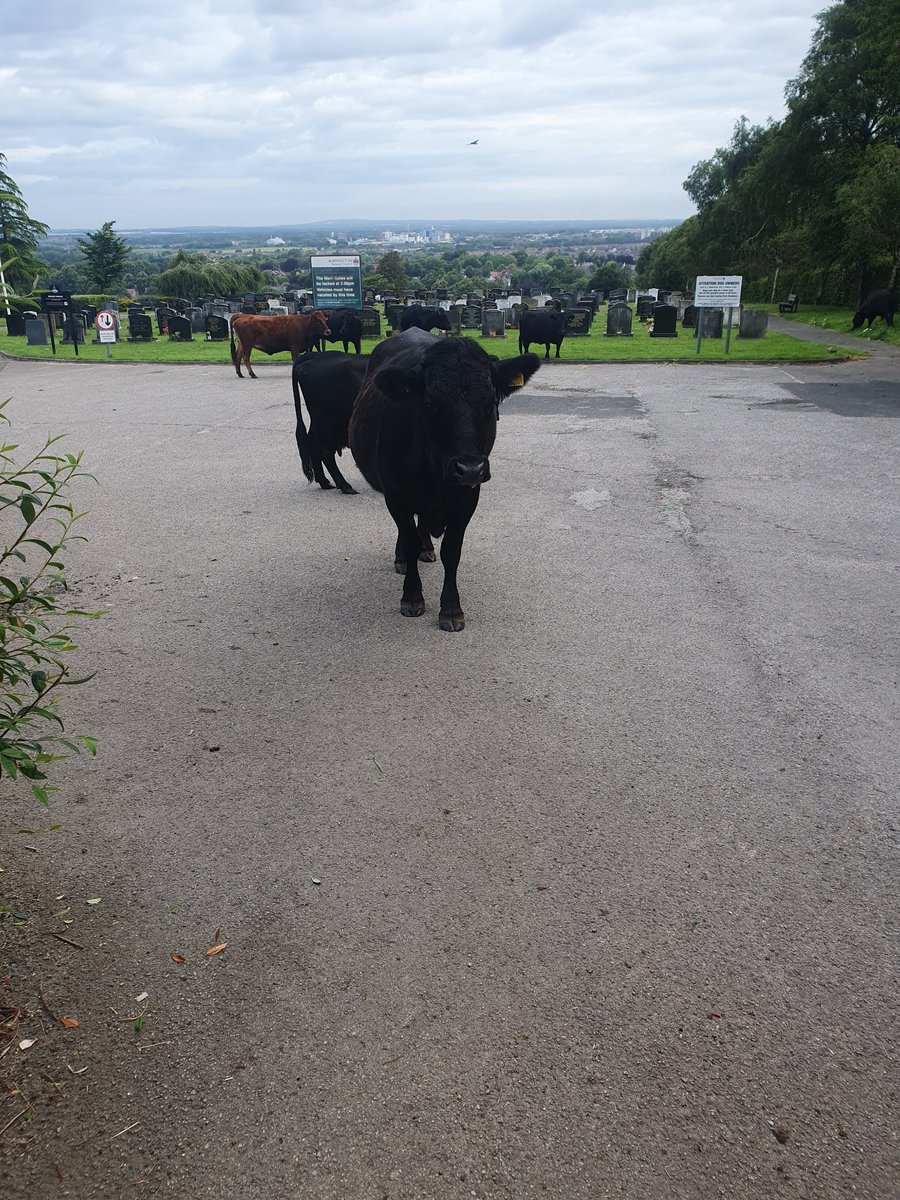 DaveWimpenny's tweet photo. A few turned out for the butchers funeral. https://t.co/3ZMdjHuKeI