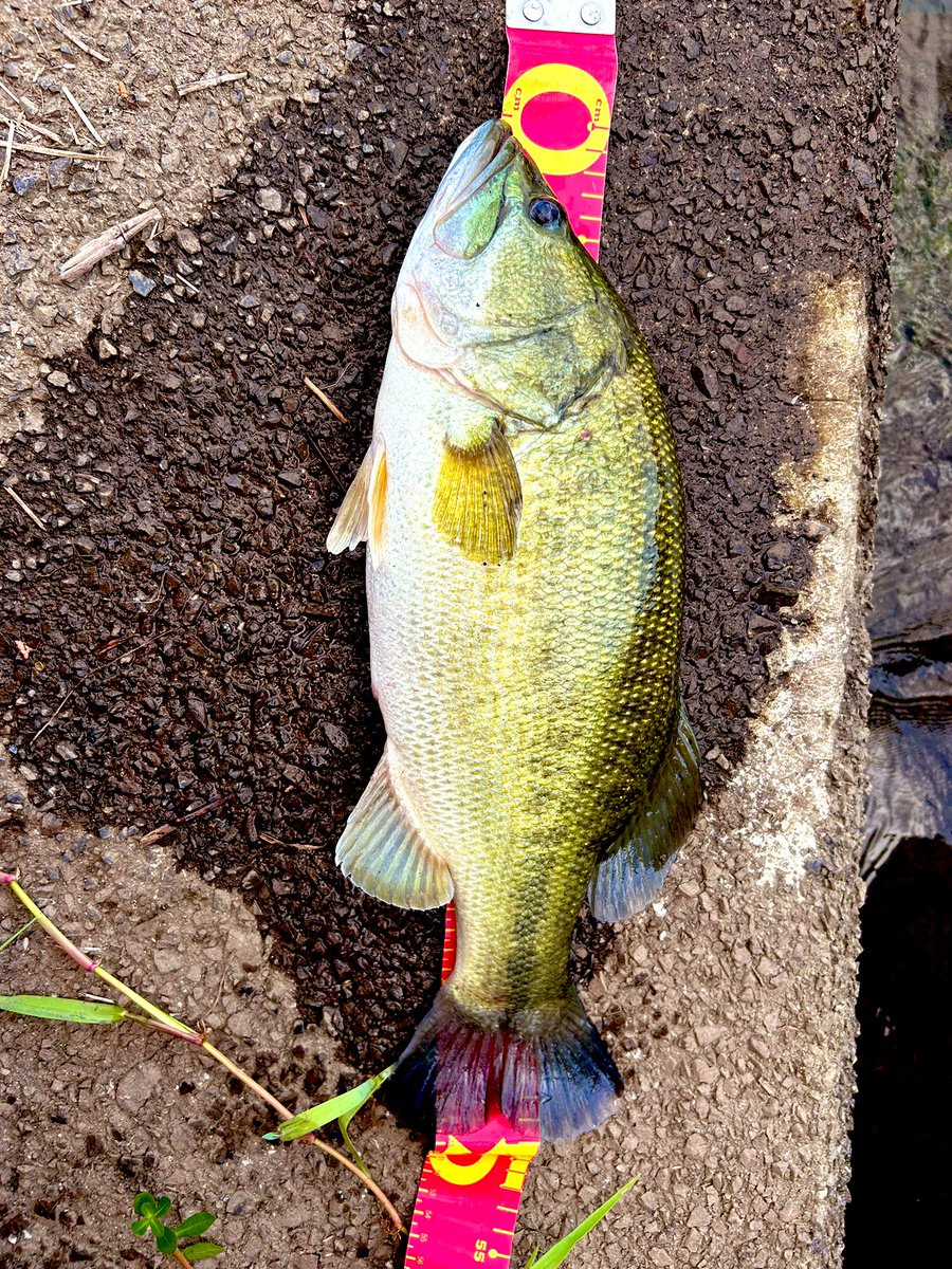 RMVALS's tweet photo. 久しぶりに釣り🎣 https://t.co/7eOAj2rDQ8
